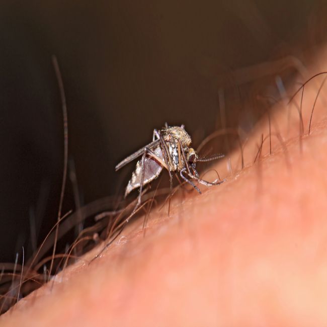 Na malaria-infectie duikt getrainde immuniteit op